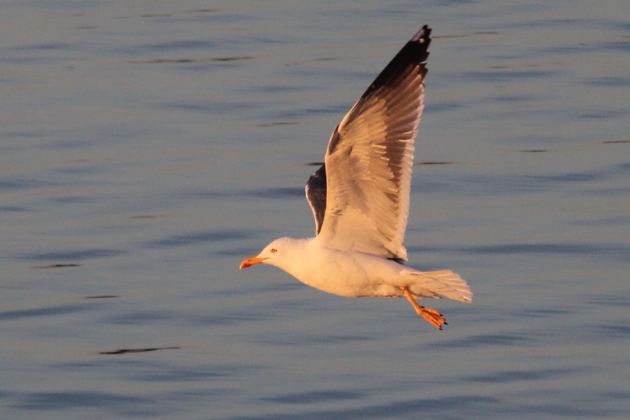 Lesser Black-backed Gull - ML91429551