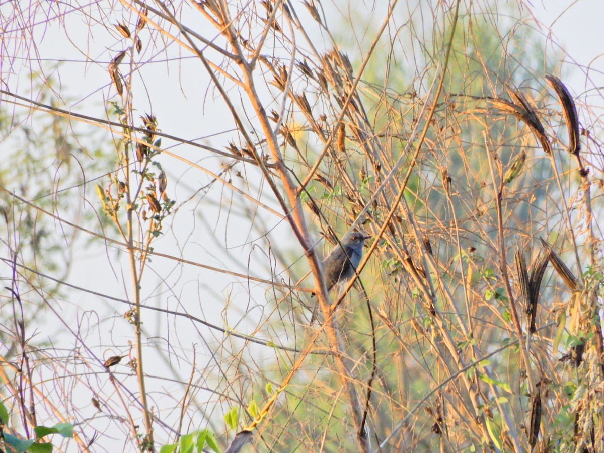 Gray-bellied Cuckoo - ML91430371