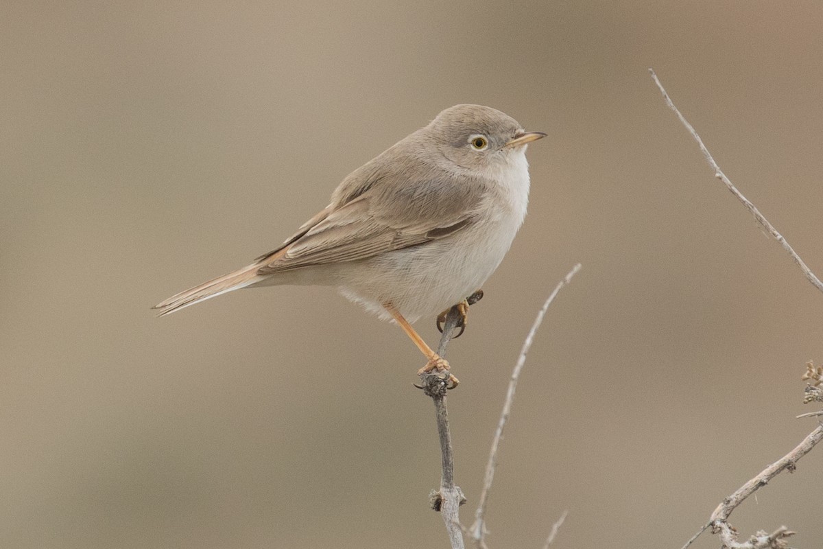 Asian Desert Warbler - James Kennerley