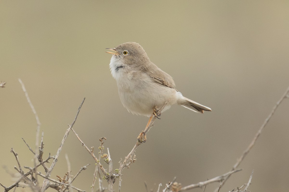 Asian Desert Warbler - James Kennerley