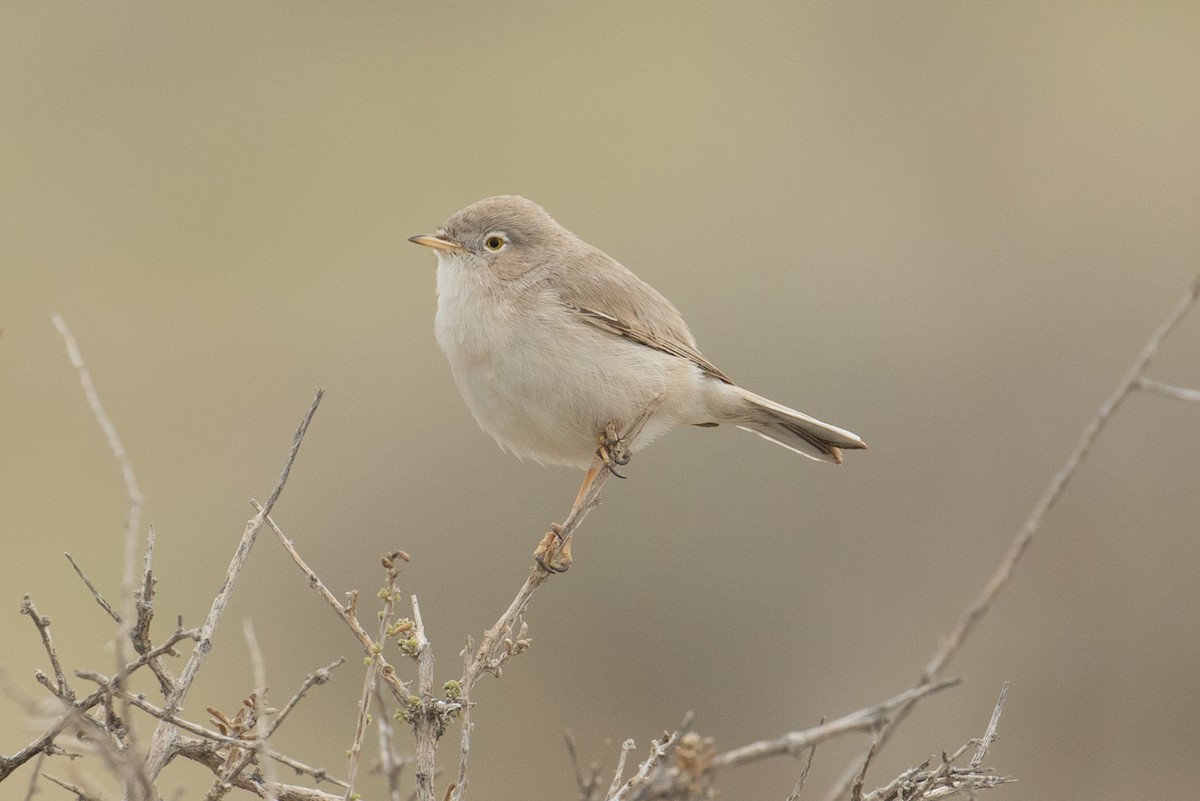 Asian Desert Warbler - James Kennerley