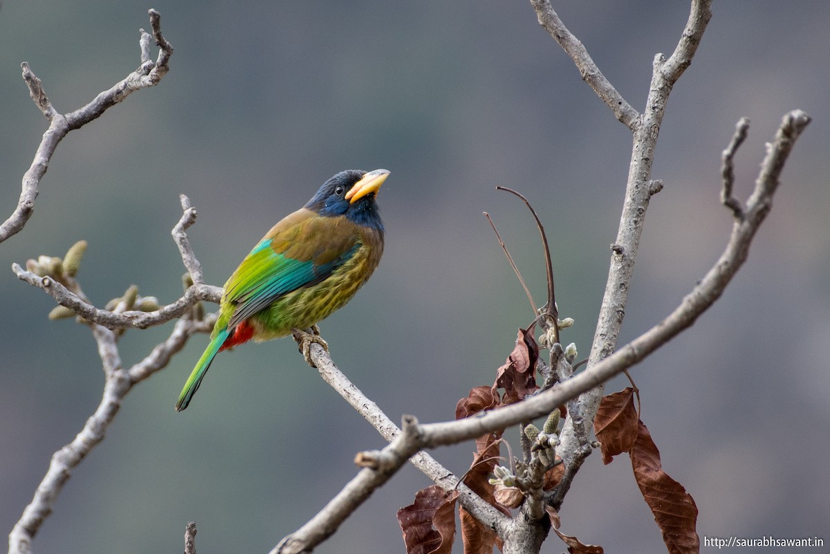 Great Barbet - ML91432691