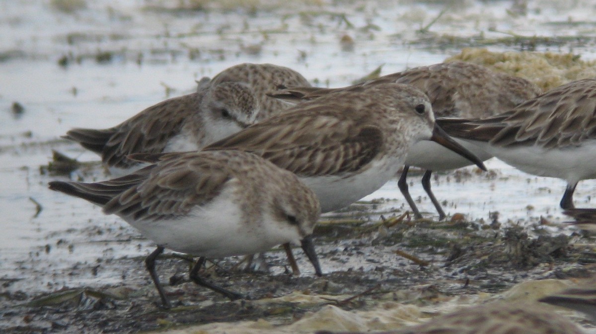 Broad-billed Sandpiper - John Graff