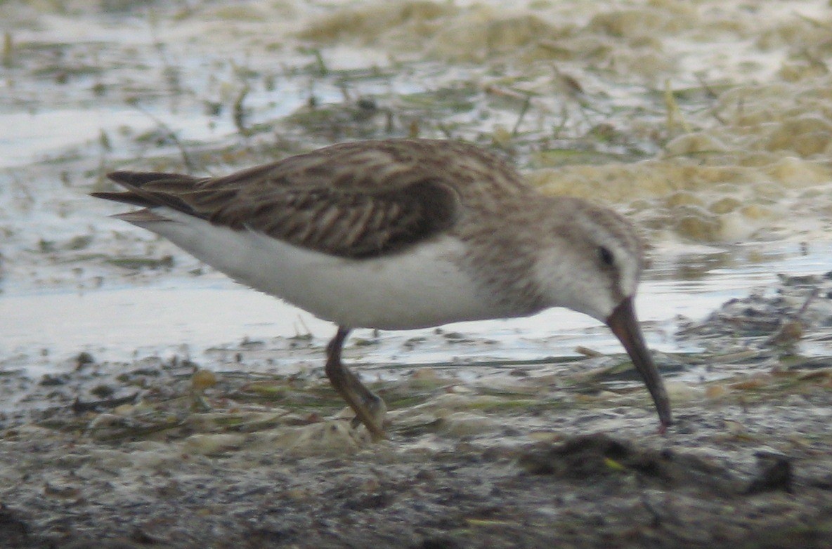 Broad-billed Sandpiper - John Graff