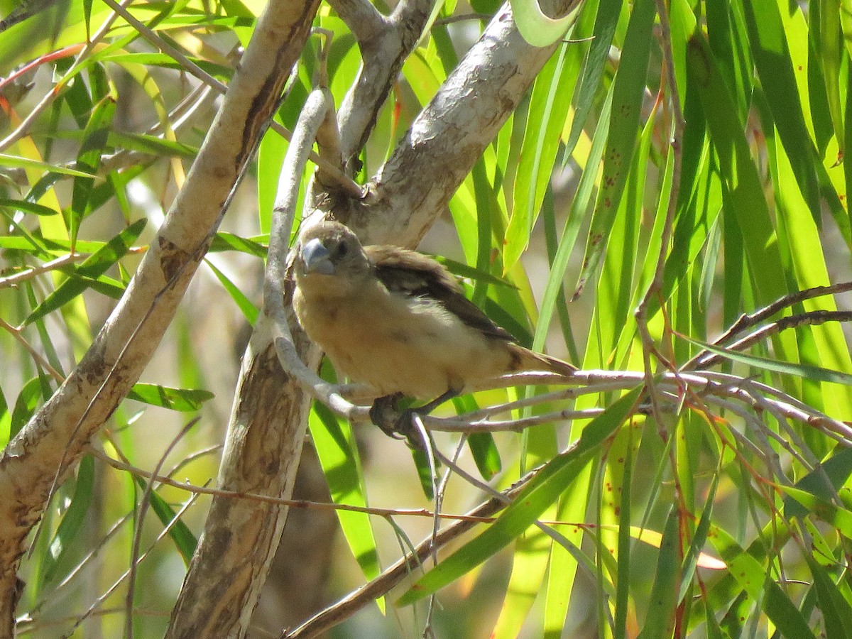 Yellow-rumped Munia - ML91432881