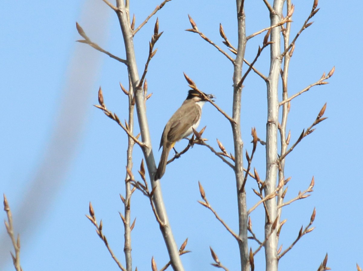 Brown-breasted Bulbul - Anonymous eDipper