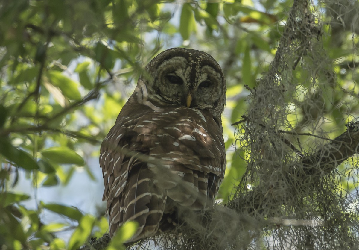 Barred Owl - ML91436801