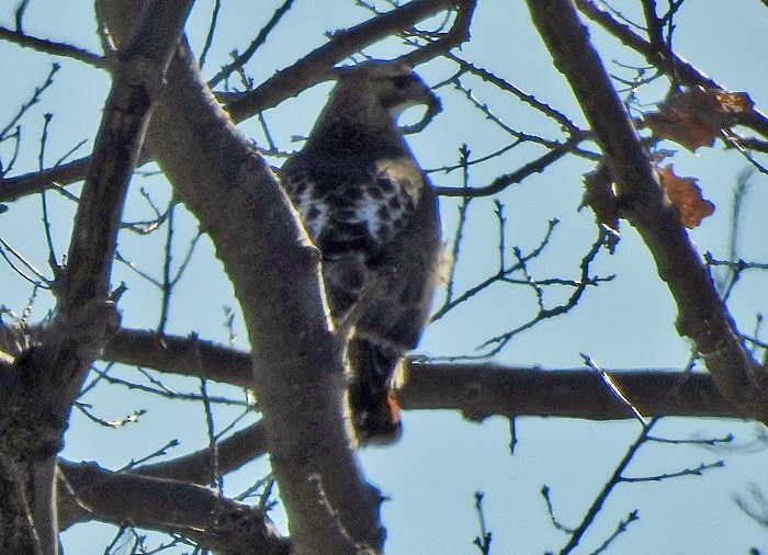 Red-tailed Hawk - ML91438141