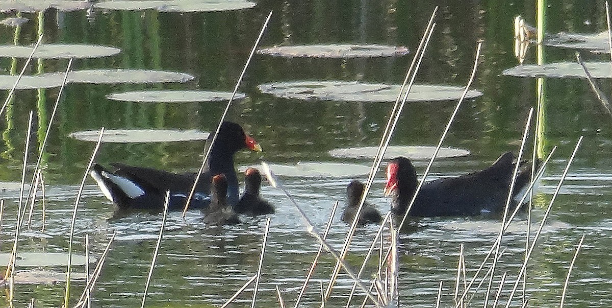 Common Gallinule - ML91438671