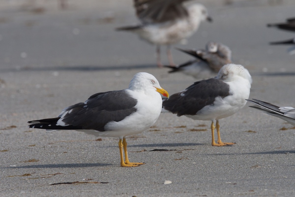 Lesser Black-backed Gull - ML91441771