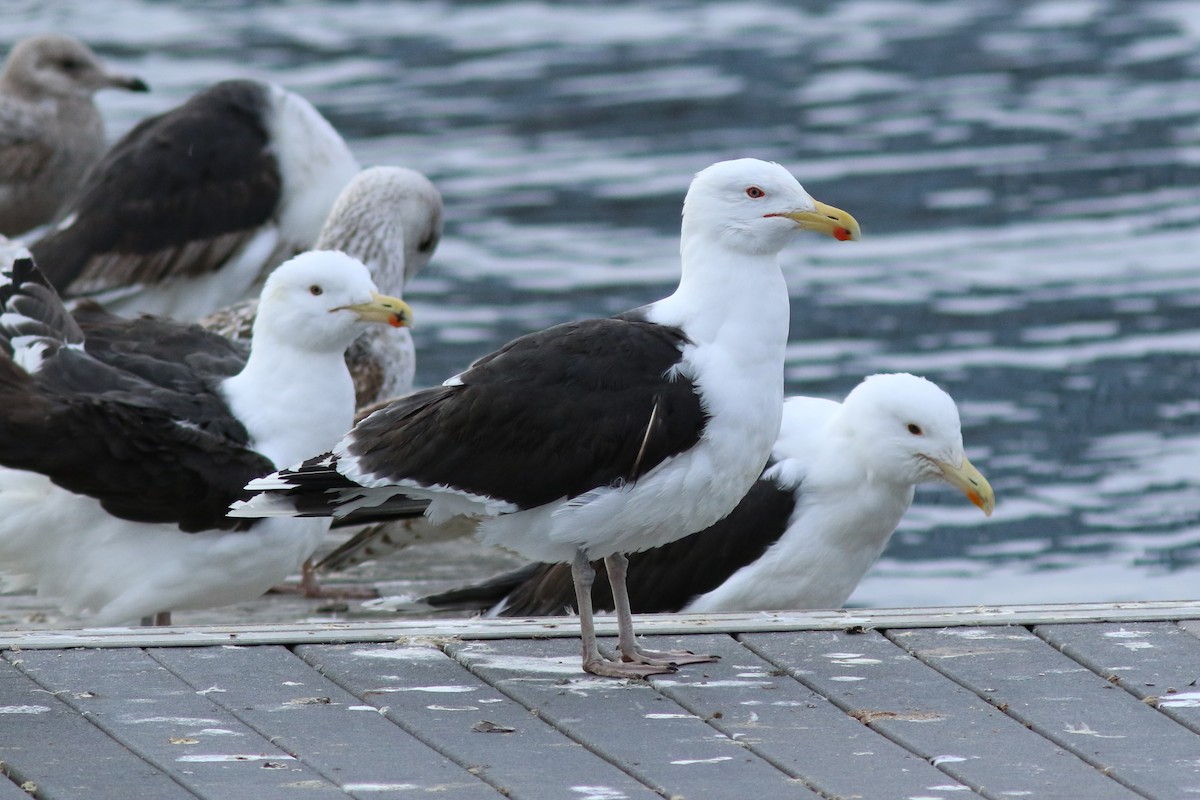 Great Black-backed Gull - Jim Ferrari