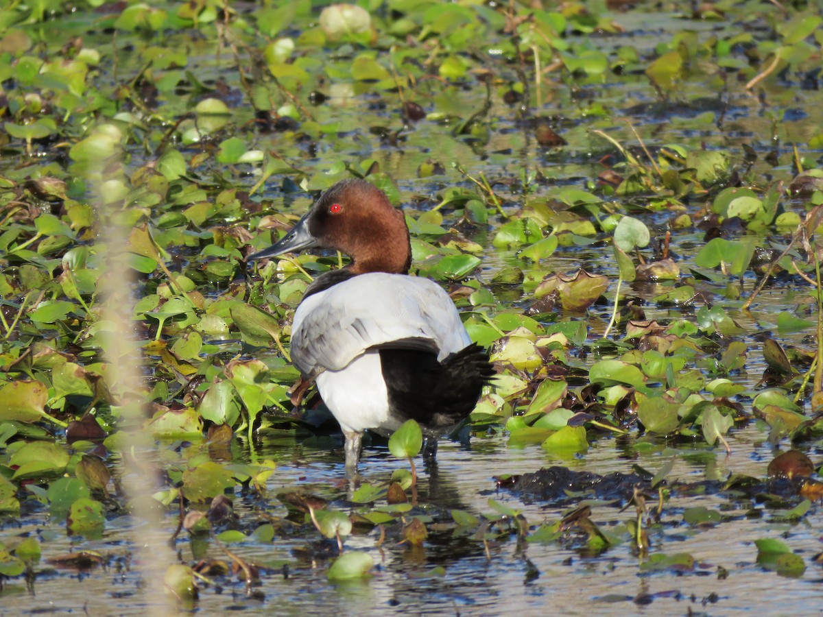 Canvasback - ML91443071