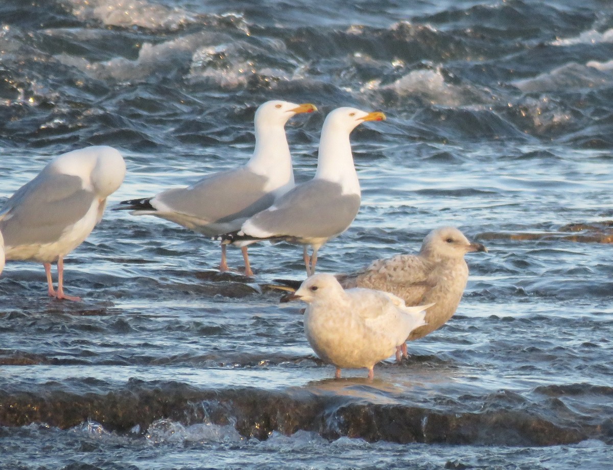 Gaviota Argéntea - ML91443671