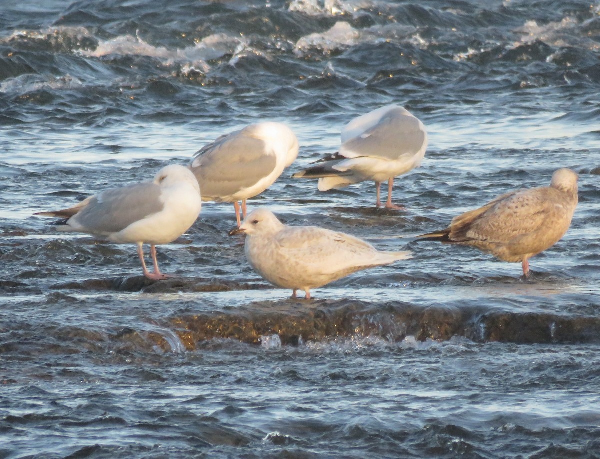 Iceland Gull - ML91443781