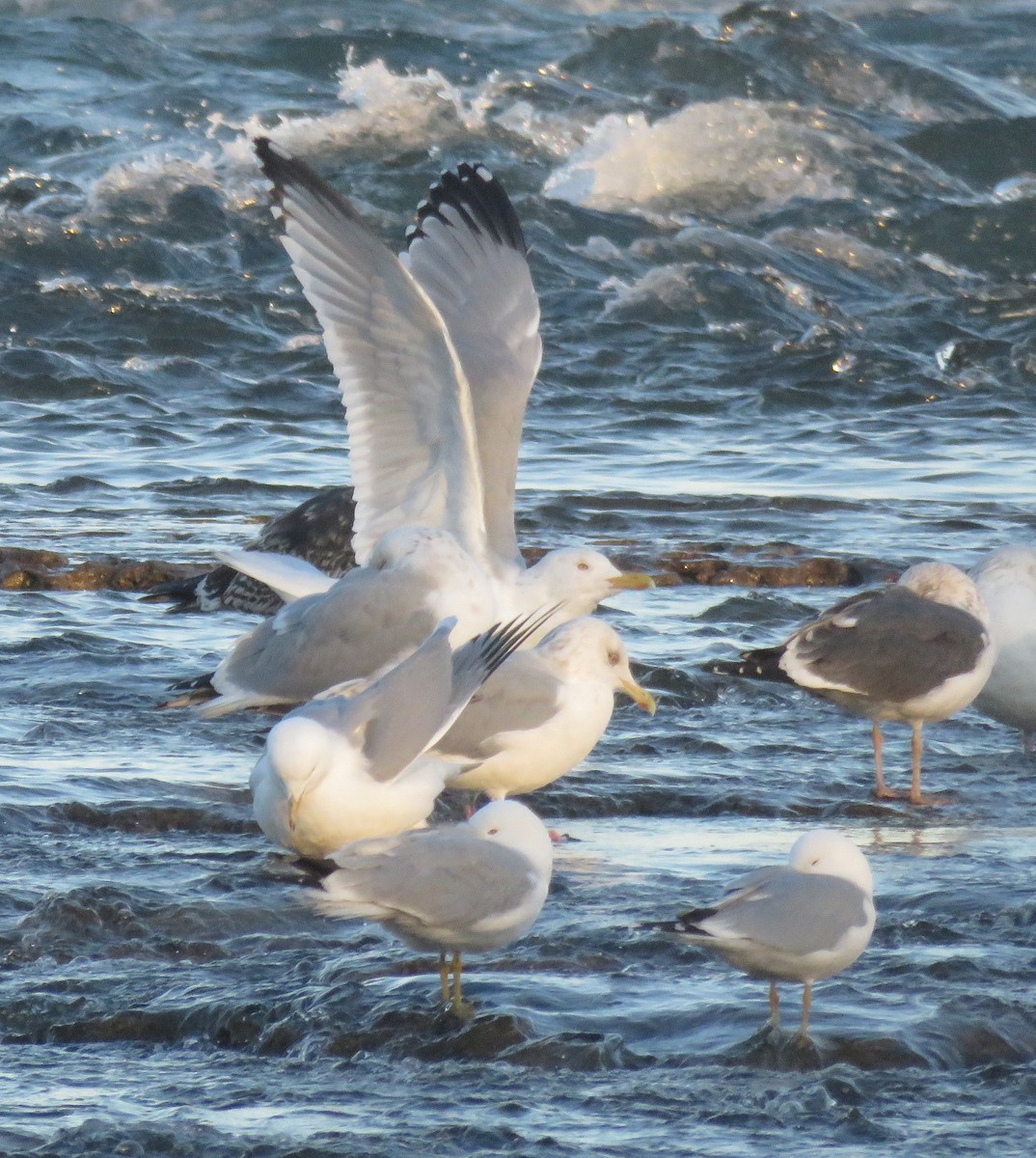 Herring Gull - ML91444751