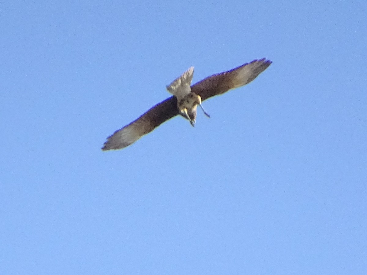 Chimango Caracara - ML91445361