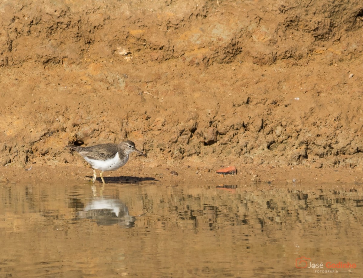 Spotted Sandpiper - José Godinho