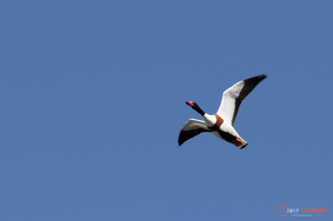 Common Shelduck - ML91446261