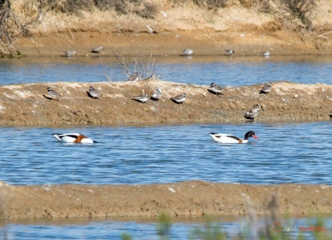 Common Shelduck - ML91446271