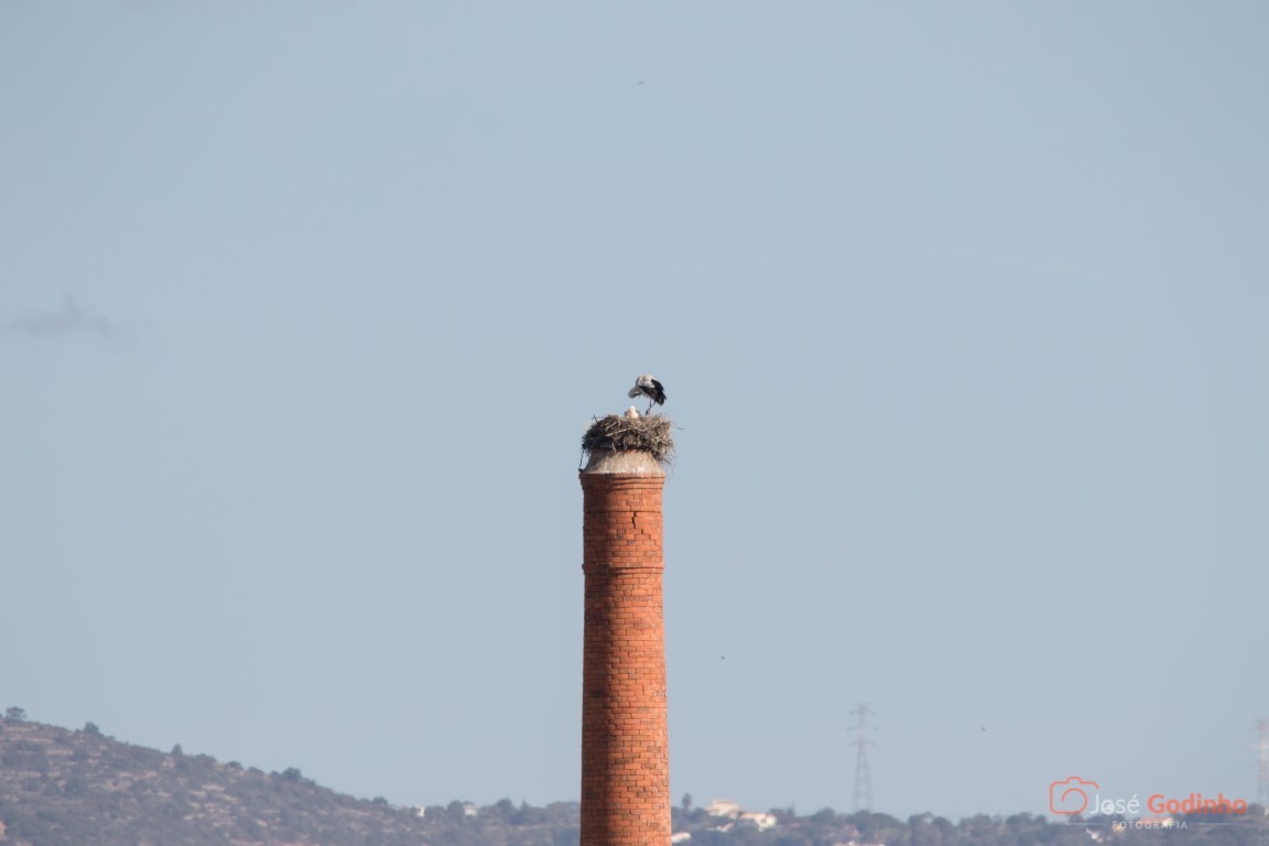 White Stork - ML91446621