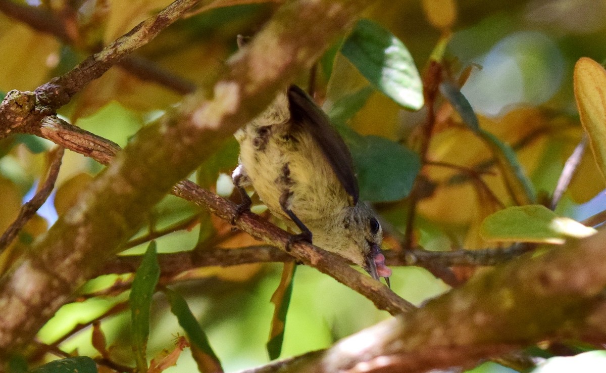 Nilgiri Flowerpecker - ML91446781