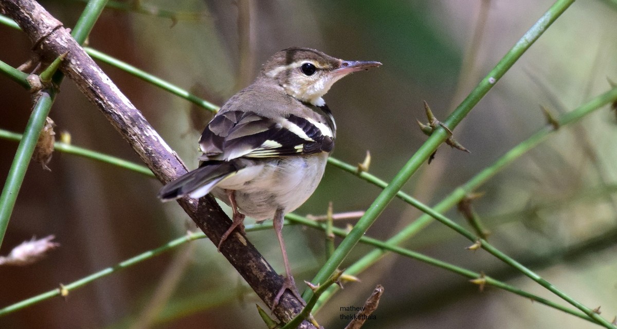 Модны цэгцгий - ML91447041