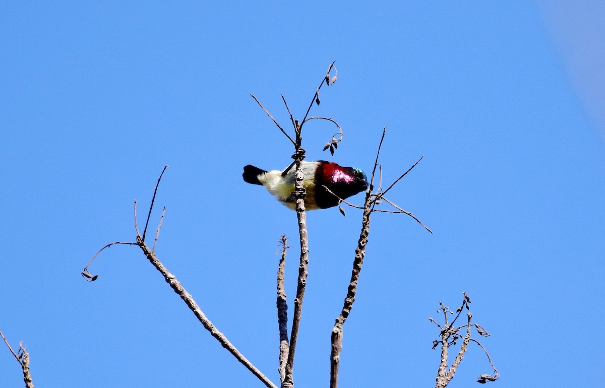 Crimson-backed Sunbird - ML91447091