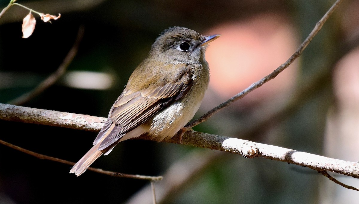 Brown-breasted Flycatcher - ML91447181