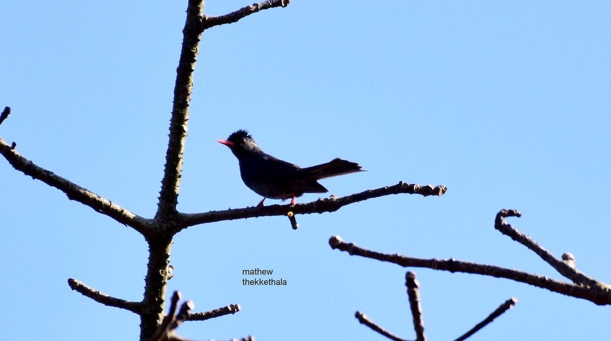 Square-tailed Bulbul - ML91447271