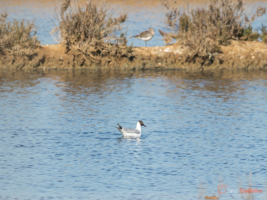 Black-headed Gull - ML91447381