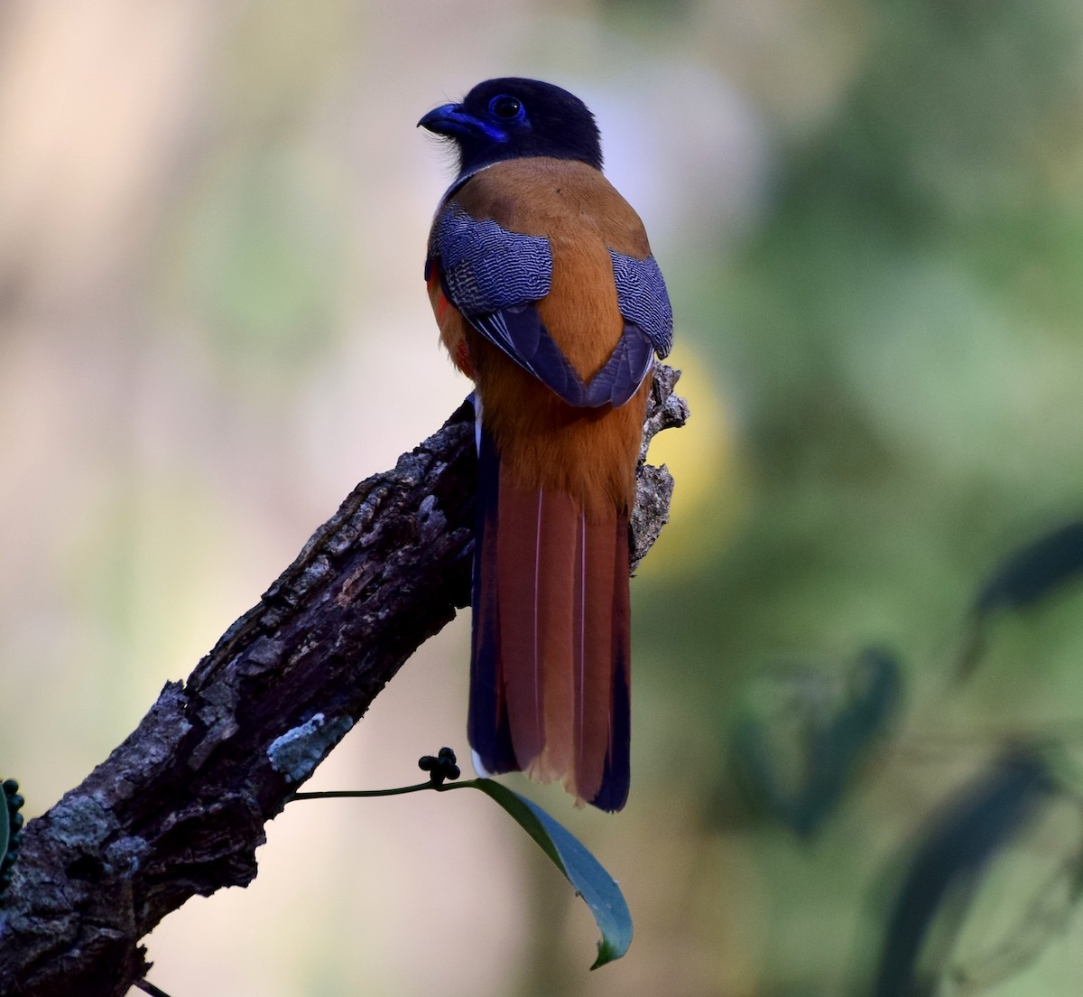 Malabar Trogon - ML91447451