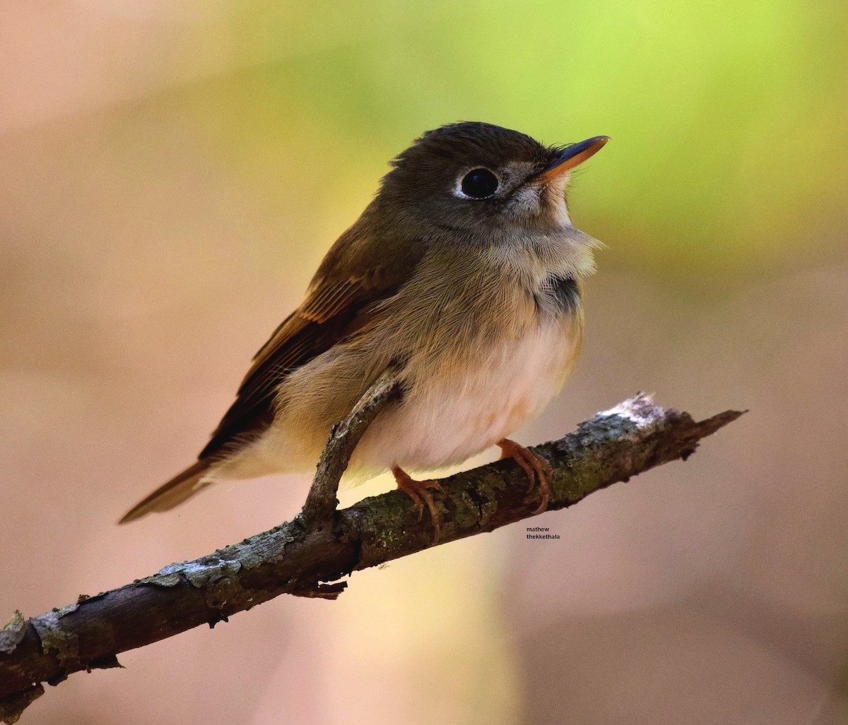 Brown-breasted Flycatcher - ML91447461