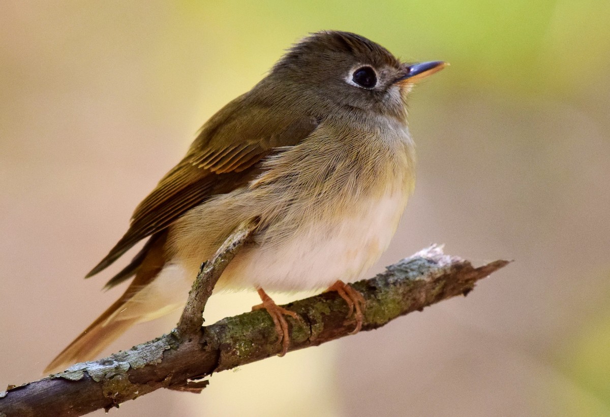 Brown-breasted Flycatcher - ML91447511