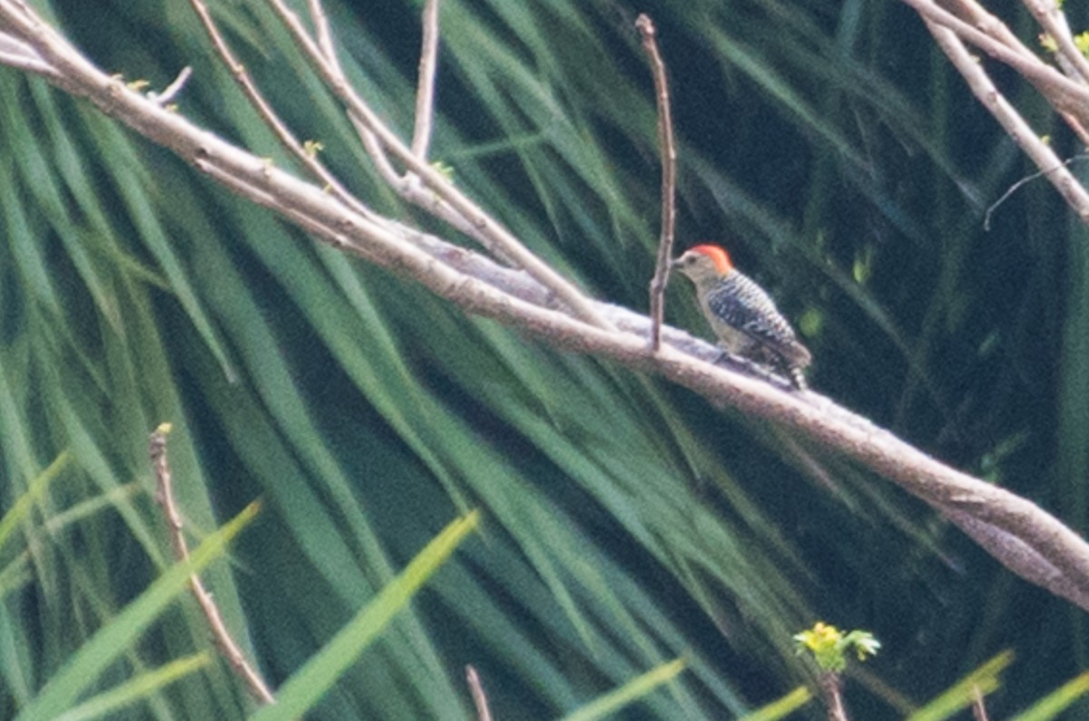 Red-crowned Woodpecker - ML91447561