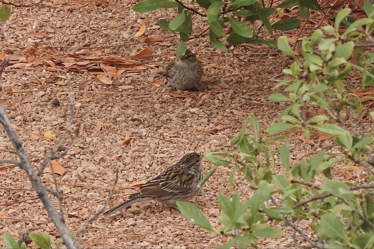 Chipping Sparrow - ML91447841
