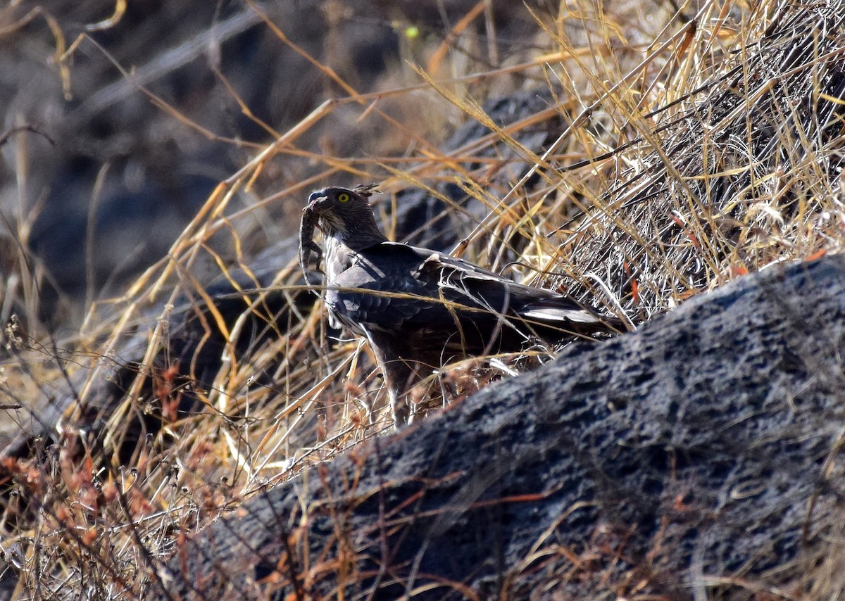 Changeable Hawk-Eagle (Crested) - ML91447901