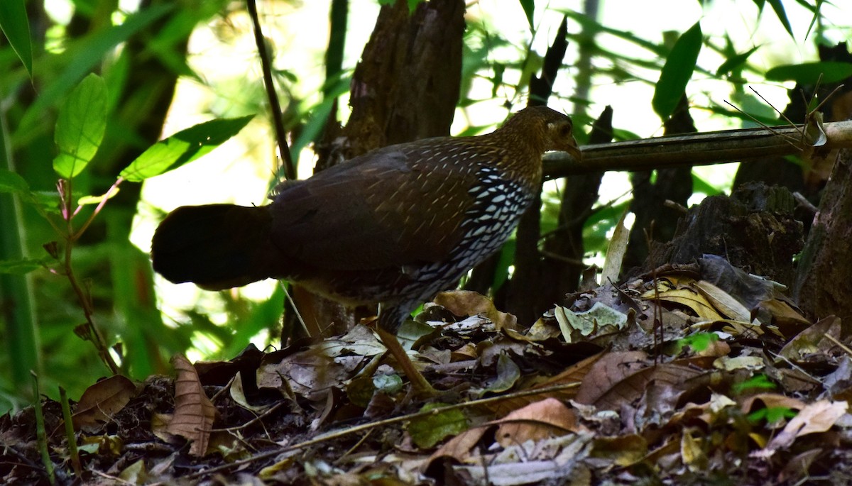 Gray Junglefowl - ML91447911