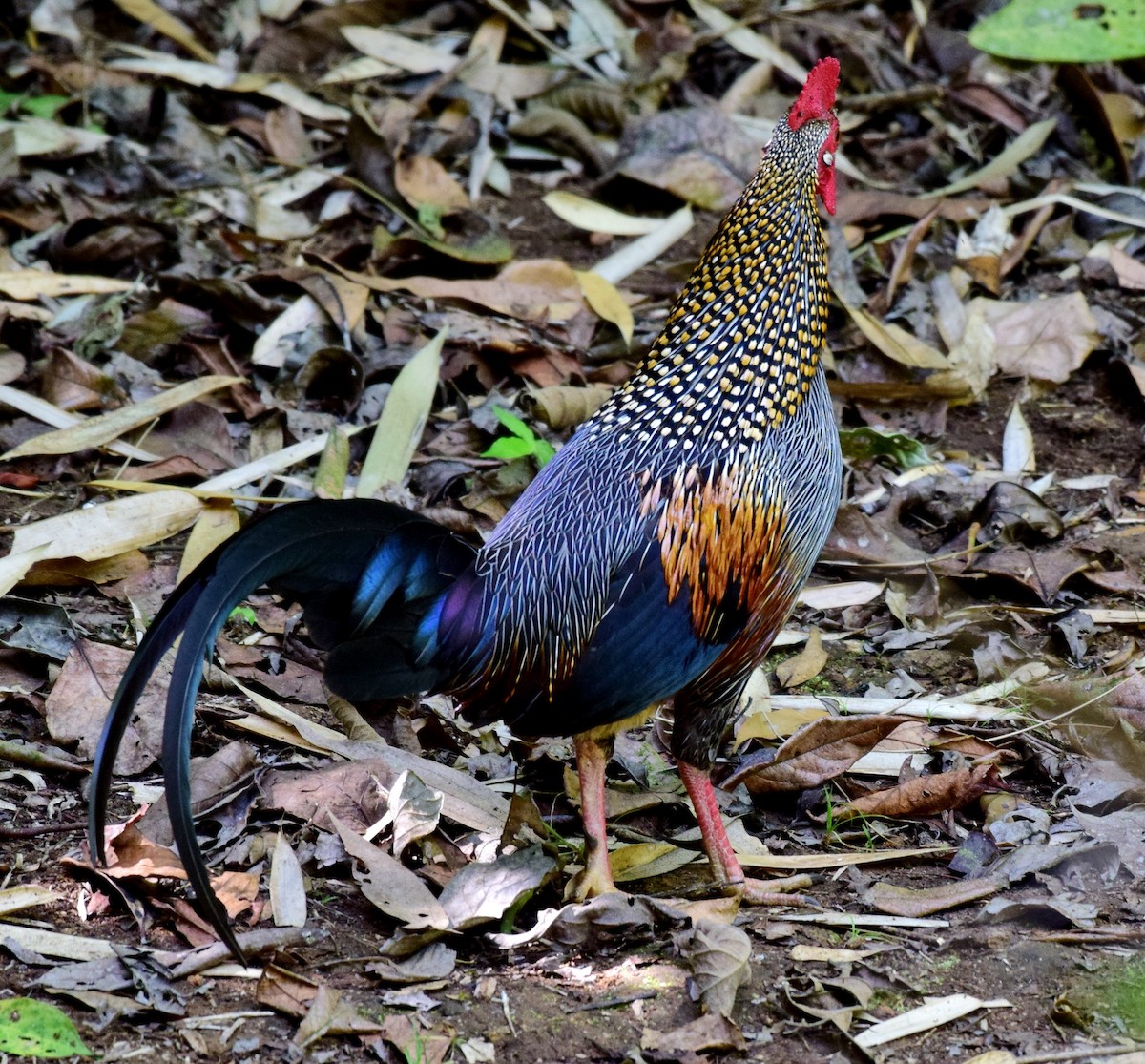 Gray Junglefowl - ML91447921