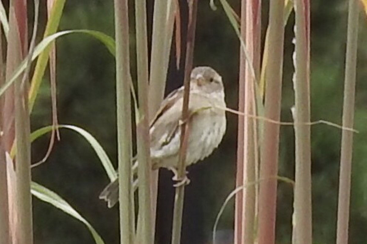 House Sparrow - ML91447971