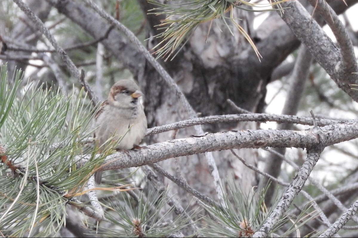 House Sparrow - ML91447981