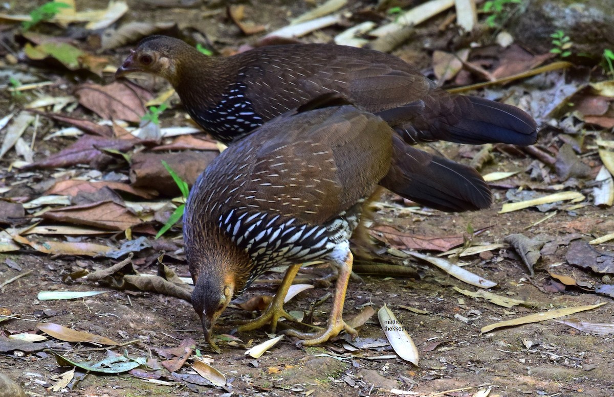 Gray Junglefowl - ML91448011