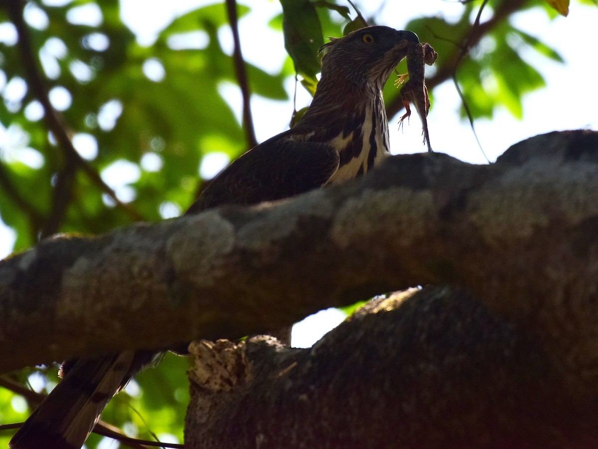 Changeable Hawk-Eagle (Crested) - ML91448031