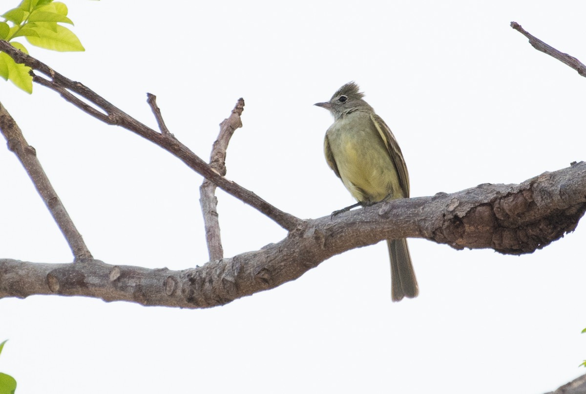 Yellow-bellied Elaenia - ML91448311