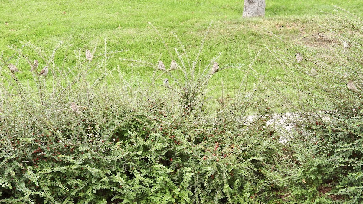House Sparrow - ML91448501