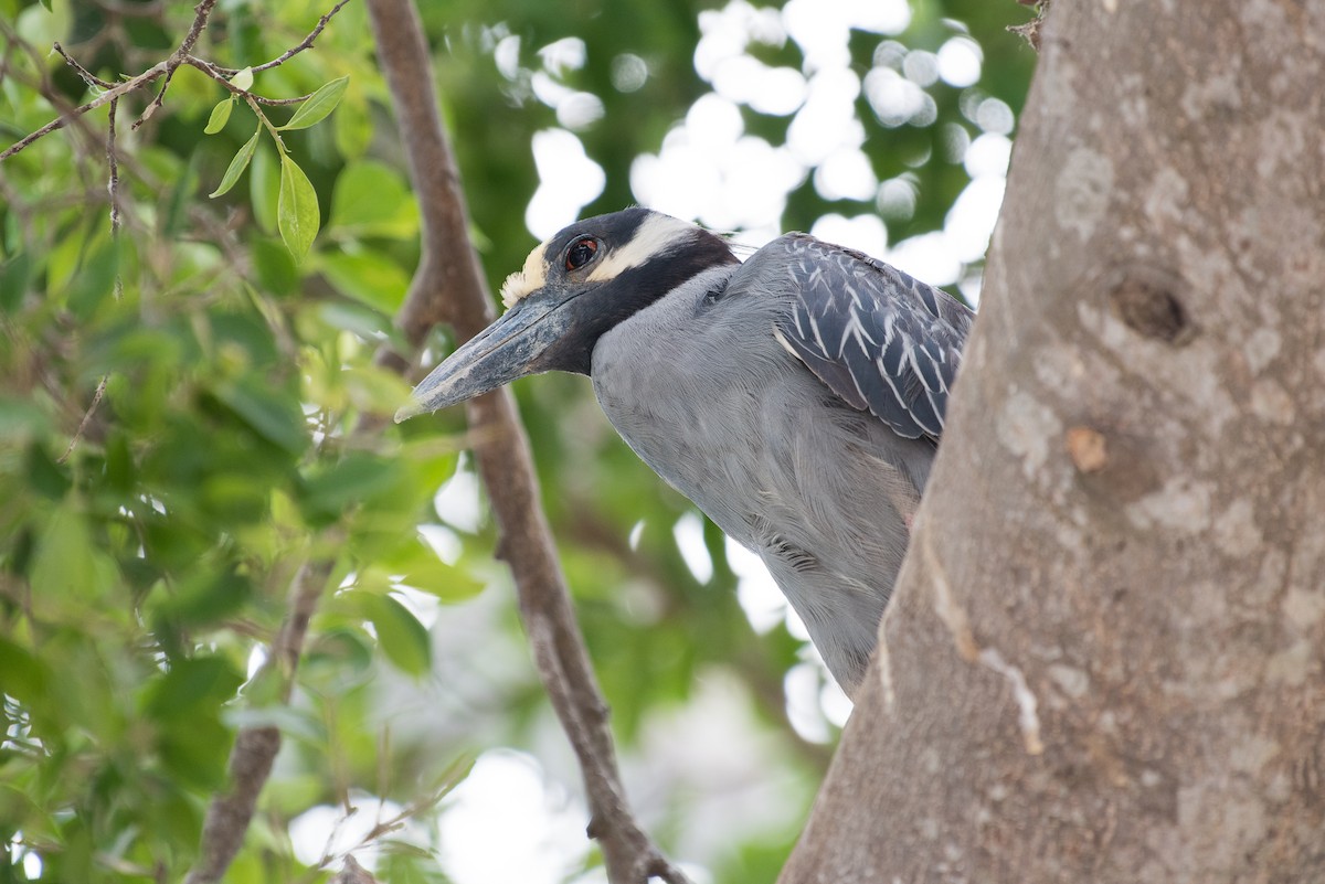 Yellow-crowned Night Heron - ML91448711