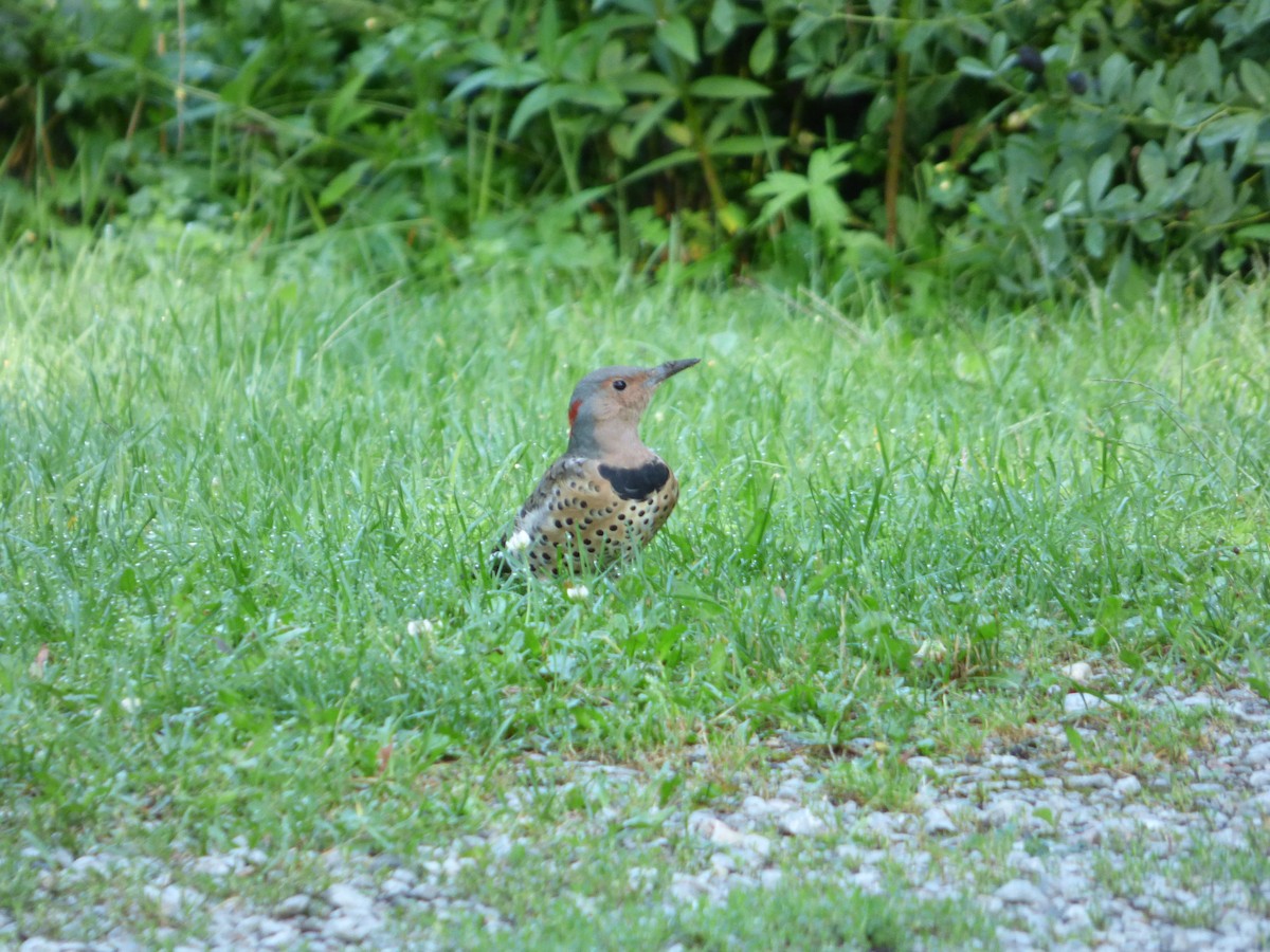 Northern Flicker - ML91449311