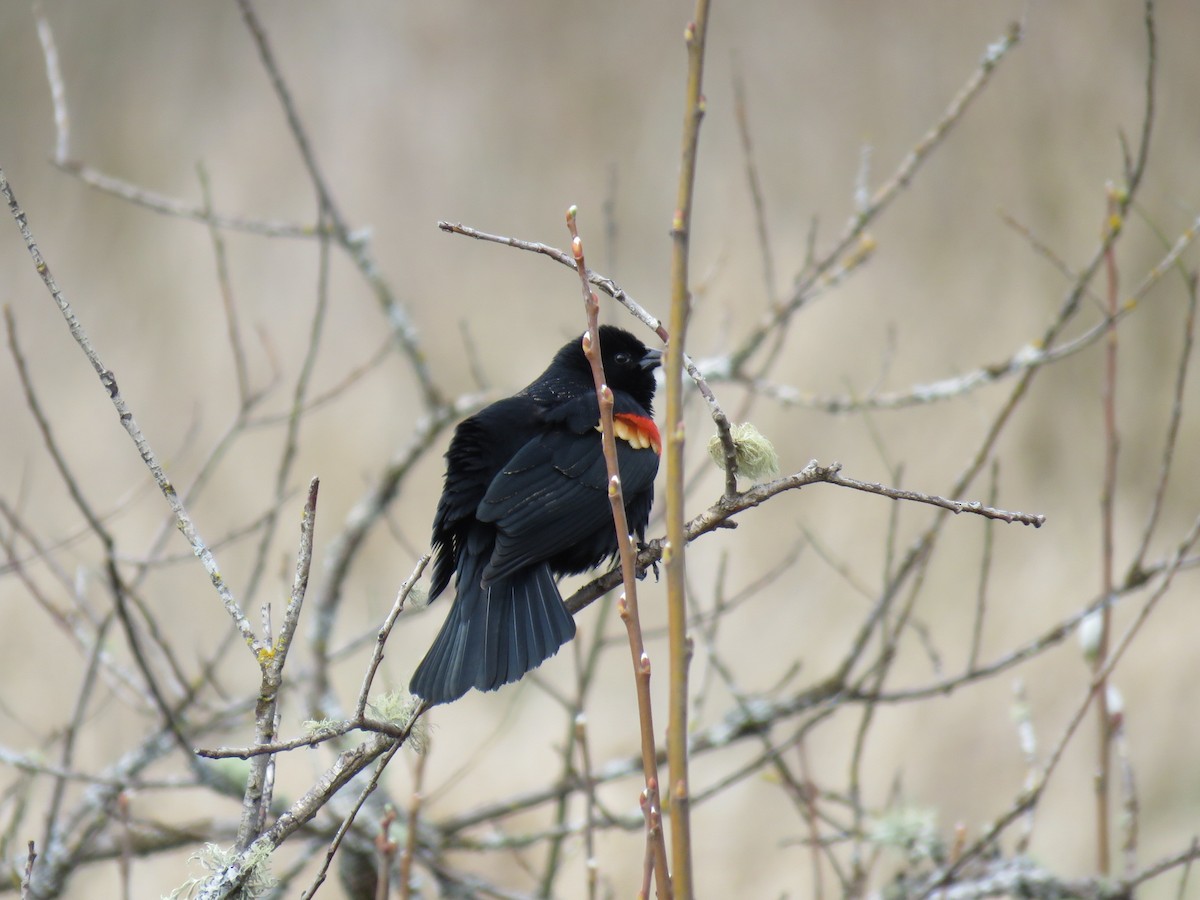 Red-winged Blackbird - Michael Conner