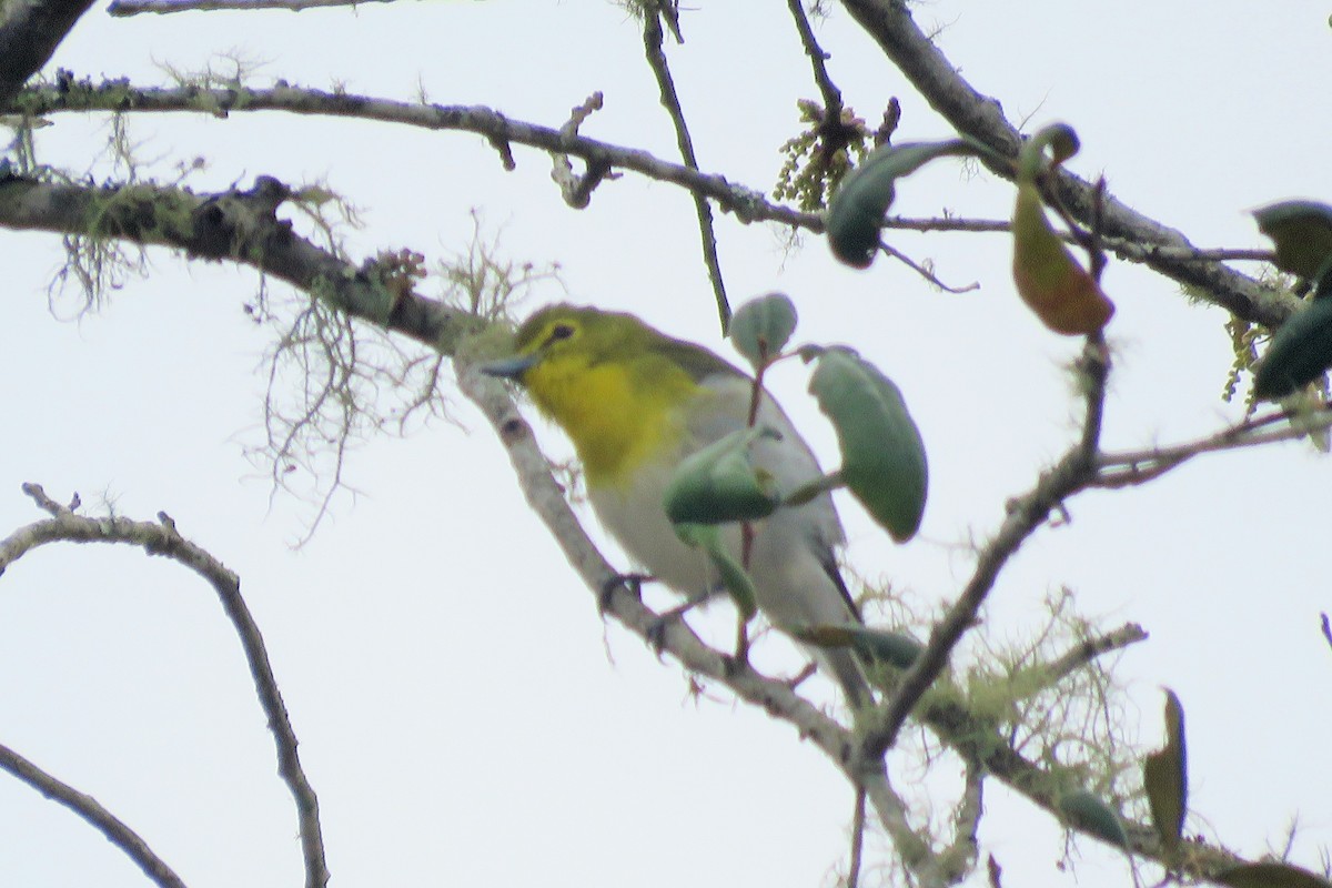 Vireo Gorjiamarillo - ML91451381