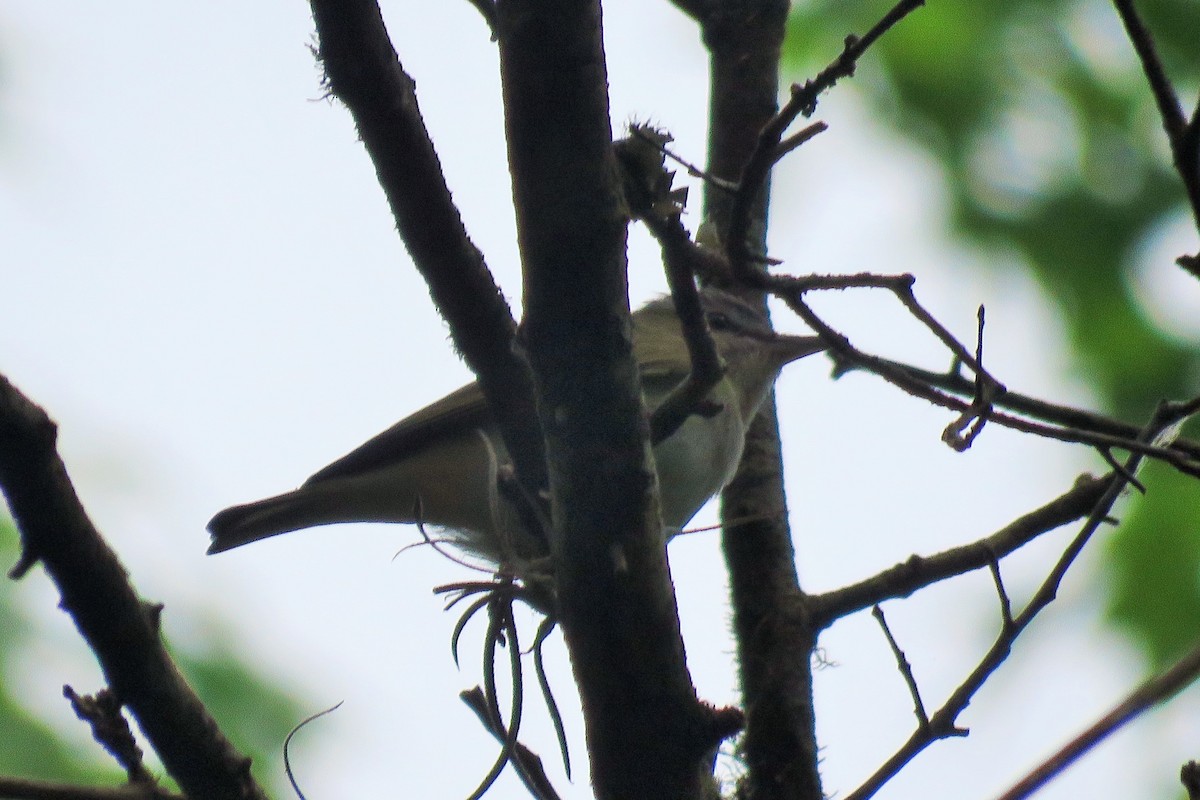 Red-eyed Vireo - ML91451501