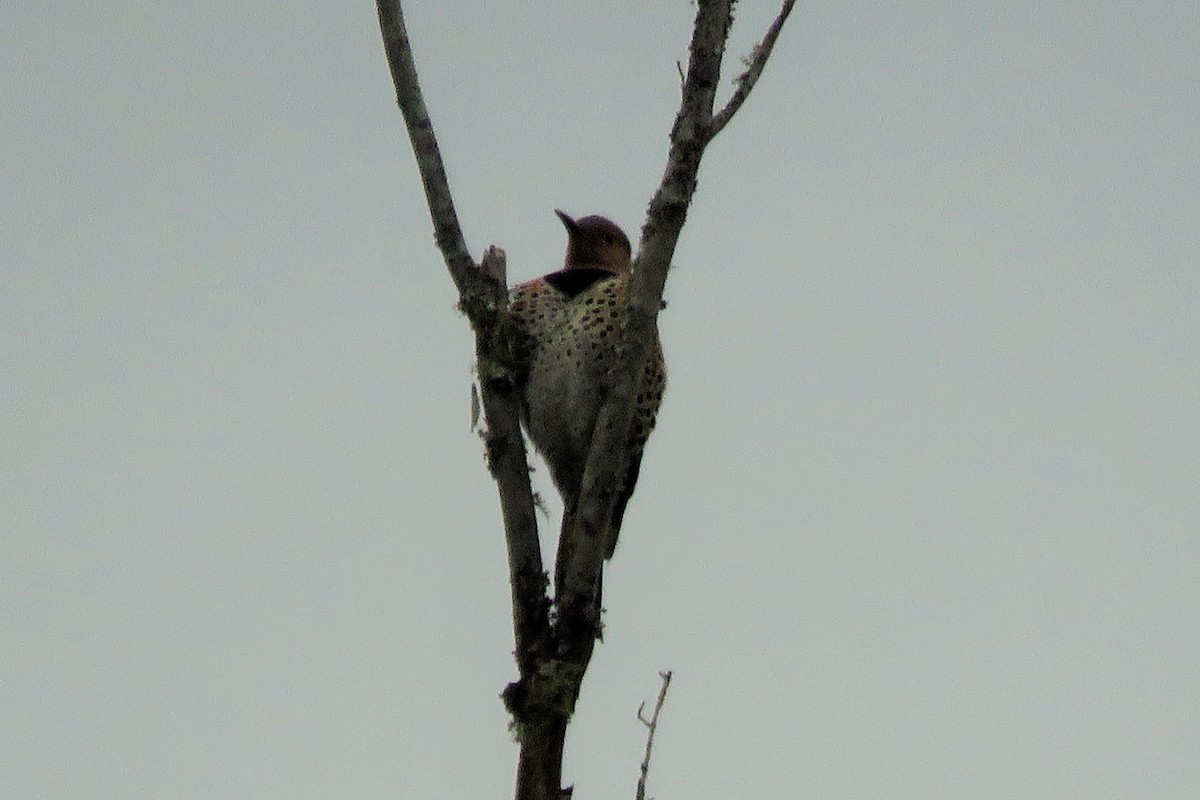 Carpintero Escapulario - ML91451681